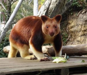 7マダン ハヤ村 パプアニューギニア