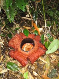 1ラフレシアに関する話題 マレーシア(ボルネオ島)