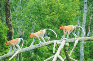 9バコ国立公園と テングザルに関する話題(クチン) マレーシア(ボルネオ島)