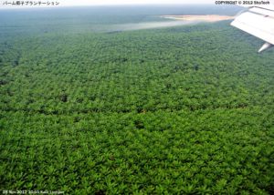 3パームオイルに関する話題 マレーシア(ボルネオ島)