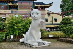 5クチン猫〃特集〃 マレーシア(ボルネオ島)