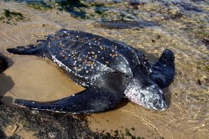 3ラエ カミアリ パプアニューギニア