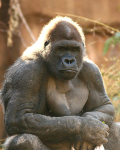 8セメンゴ国立公園と オラウータンに関する話題(クチン) マレーシア(ボルネオ島)