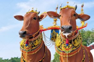 6ジャワ鉄道の旅(バジャワ スラバヤ) インドネシア1(基本情報+ジャワ島&クリスマス島)