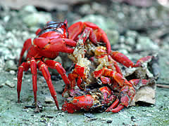 17クリスマス島のアカガニの大群2 インドネシア1(基本情報+ジャワ島&クリスマス島)