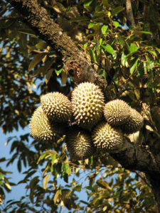 12ジョグジャのドリアン祭りについて インドネシア1(基本情報+ジャワ島&クリスマス島)