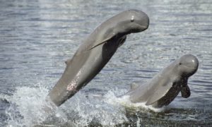 インドネシア４(スマトラ＆カリマンタン島)