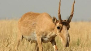 9サリャルカ自然保護区 サイガ カザフスタン
