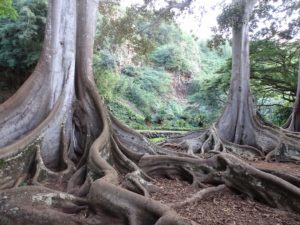 12カウアイ島 ハワイ