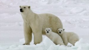 ☃❄北極の名所❆ ☃ 最近の記事(一覧)