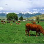 仙台の牛タン(宮城県)