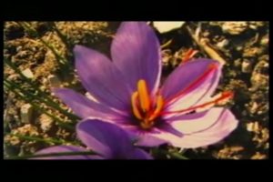 10サクランボル(北)とニクサル(東) カッパドキア&トルコ中部 南部 東部