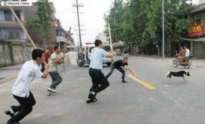 (中堅ハチ公 7) 野蛮な野犬捕獲人の登場! 中堅ハチ公(15)