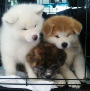 (中堅ハチ公 3) 上野家に一匹の仔犬が到着! 中堅ハチ公(15)