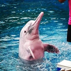 世界旅行ランキング(日本から8.000キロ圏内)