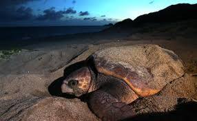 日本と日本周辺国で8月に行われる祭りや行事について 世界旅行ランキング(日本国内とその周辺国)