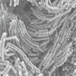 水戸納豆5(茨木県)〃わら〃の秘密と手作り納豆 最近の記事(一覧)