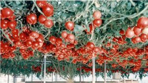 つくばの宇宙開発(万博’85)茨城県