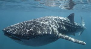 世界旅行ランキング(日本から8.000キロ圏内)