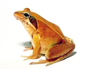 (よ)　横須賀発カレーの歴史