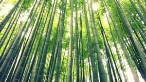 佐野ラーメン(栃木県)