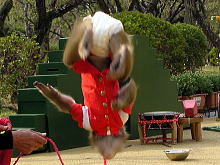 日光猿軍団(栃木)3 宙を〃ぐるぐる〃と回る お猿さんの登場! 日光猿軍団