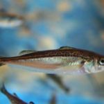 ハタハタ(秋田)2 雨が降るとバタバタと忙しくなる ハタハタ(秋田)