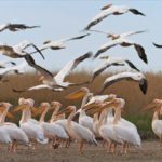 5シギシュアラ&ドナウのペリカン&隣国モルドバ ルーマニア